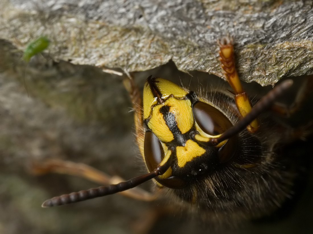 Median Wasp 5